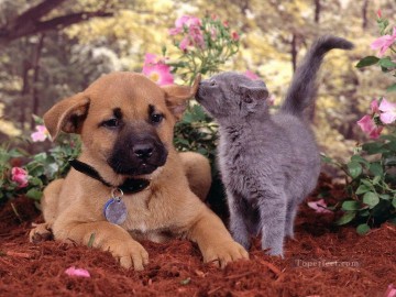 Animal Painting - gato y perro